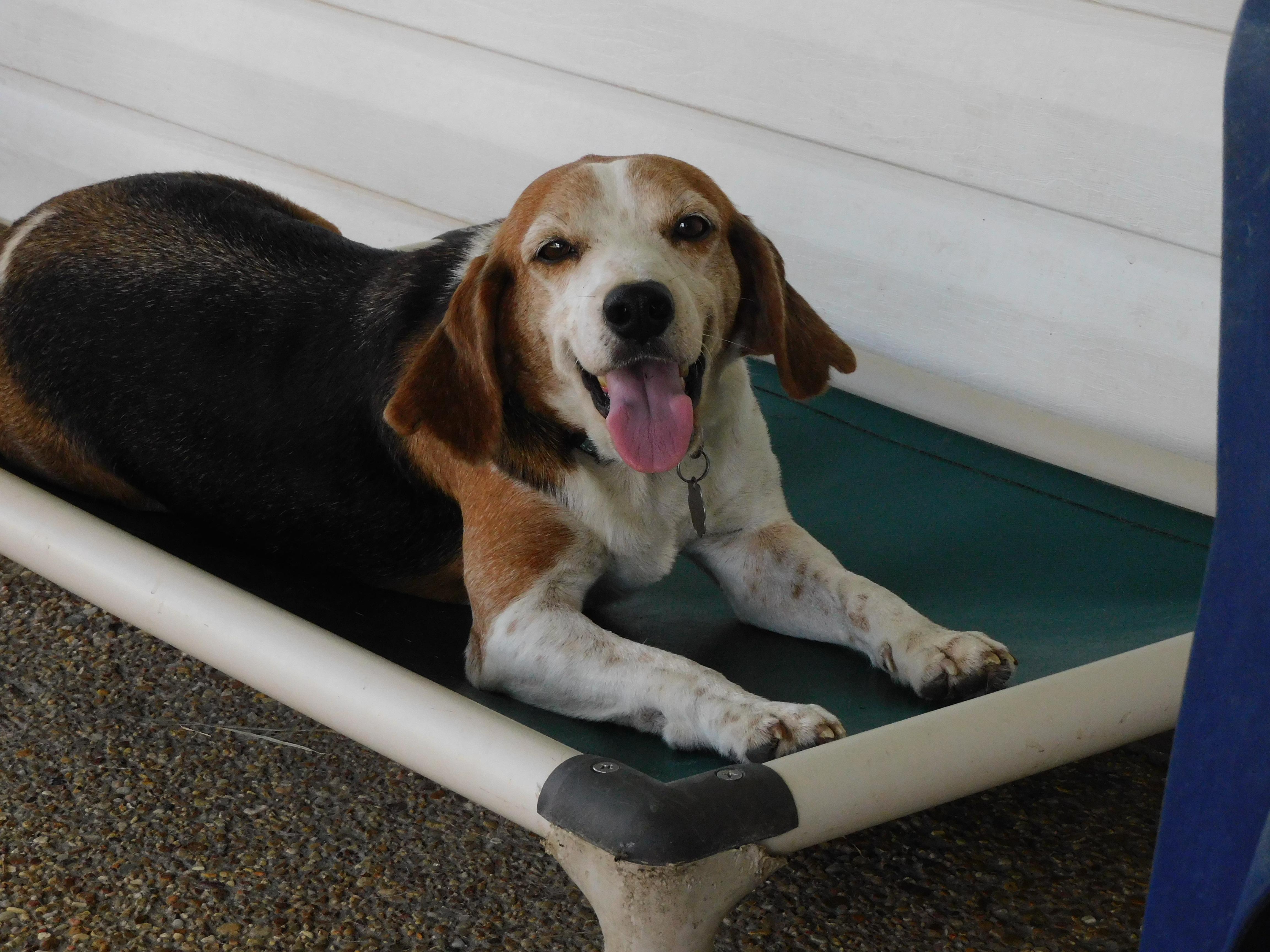 Shane, Adoptable, Adult Male Beagle.