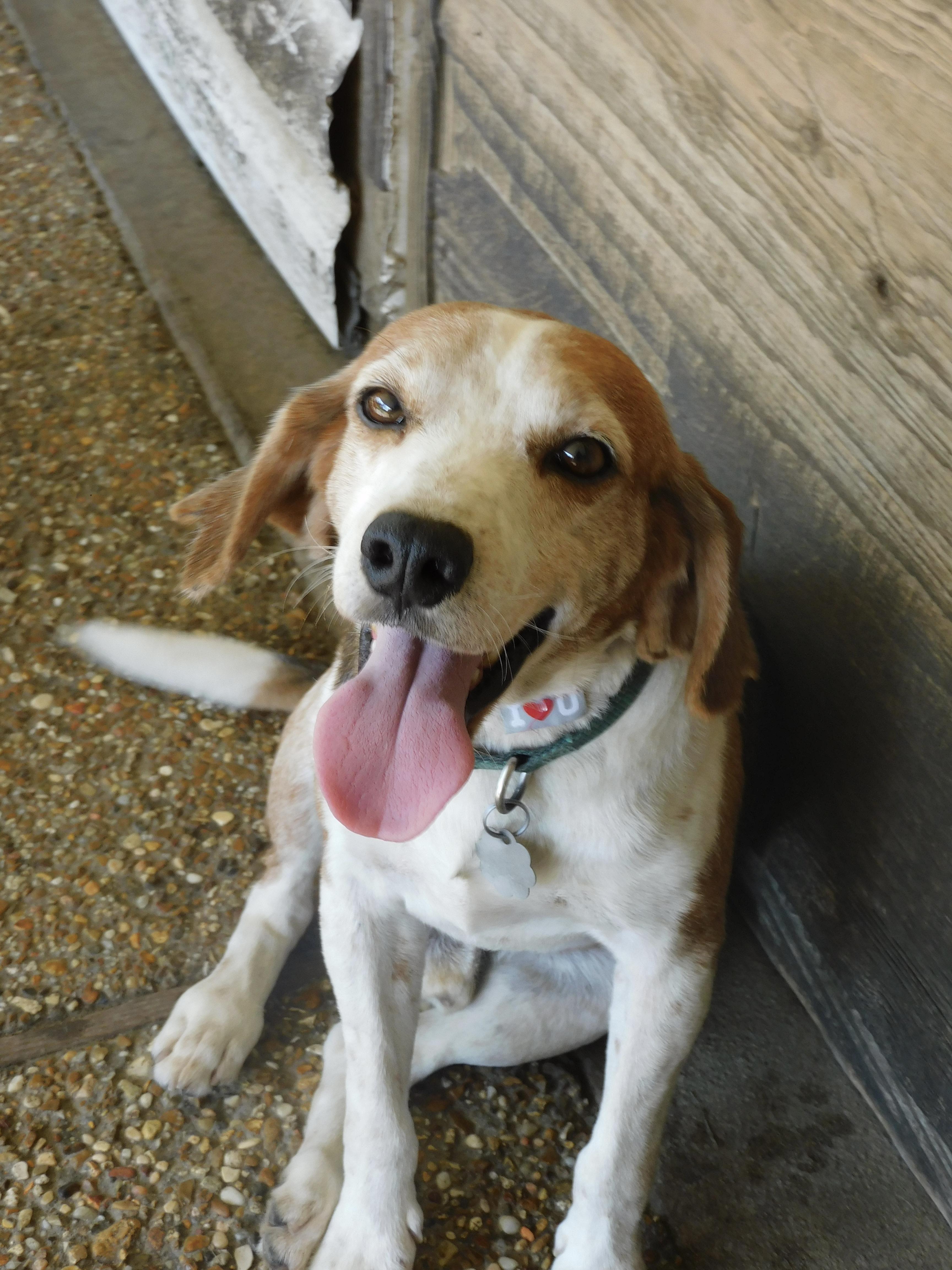 Shane, a ADOPTABLE mixed breed in Prairieville, LA image 1/6