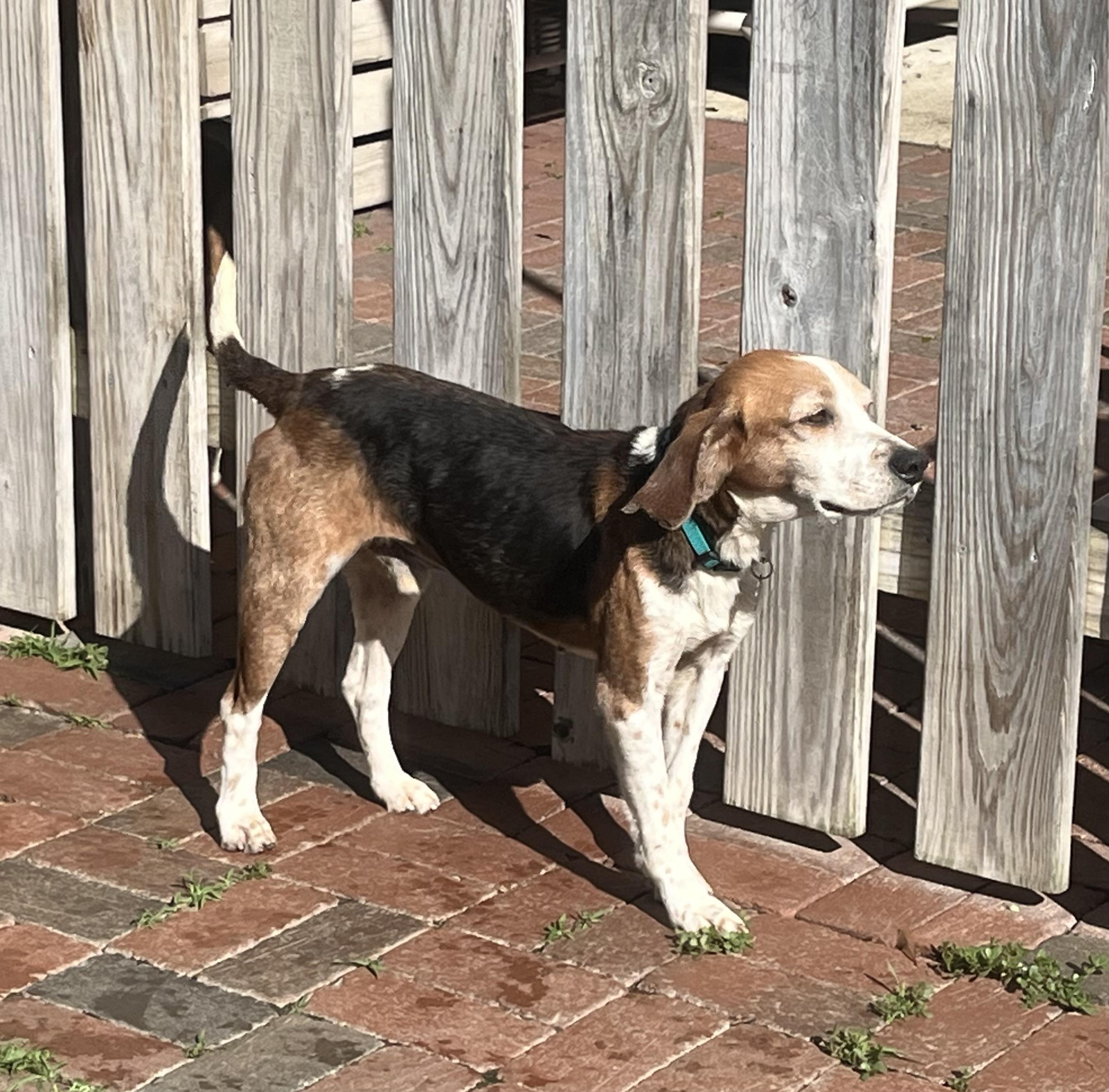 Enlarge Shane, a ADOPTABLE mixed breed in Prairieville, LA image 3/4