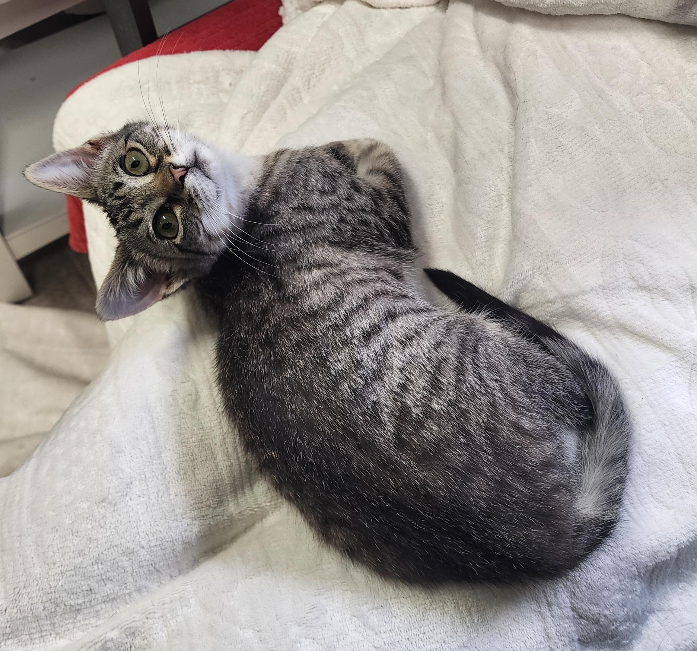 Jackie , an adopted Domestic Short Hair in Waterloo, IA image 1/5