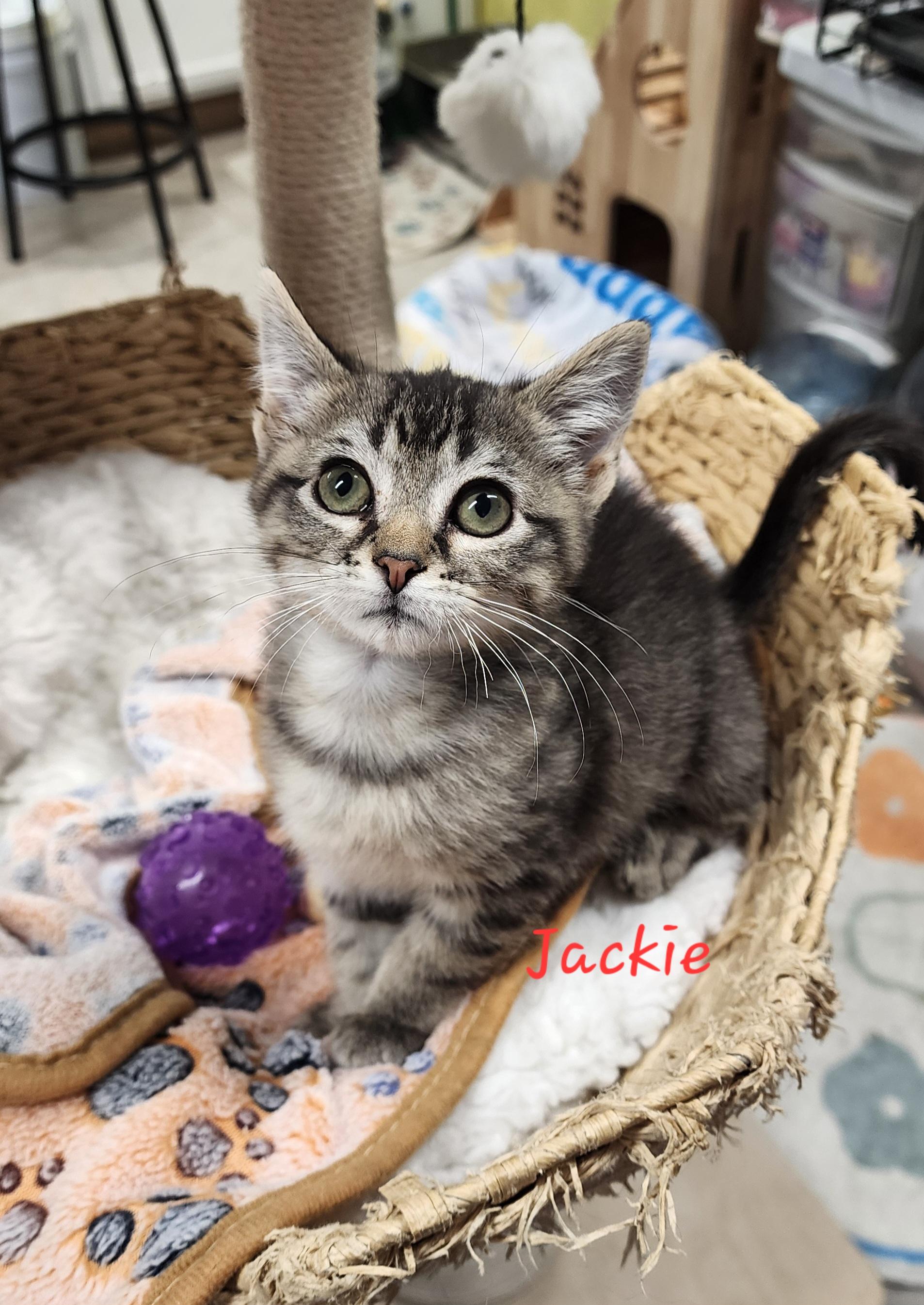 Enlarge Jackie , a ADOPTABLE Domestic Short Hair in Waterloo, IA image 2/3