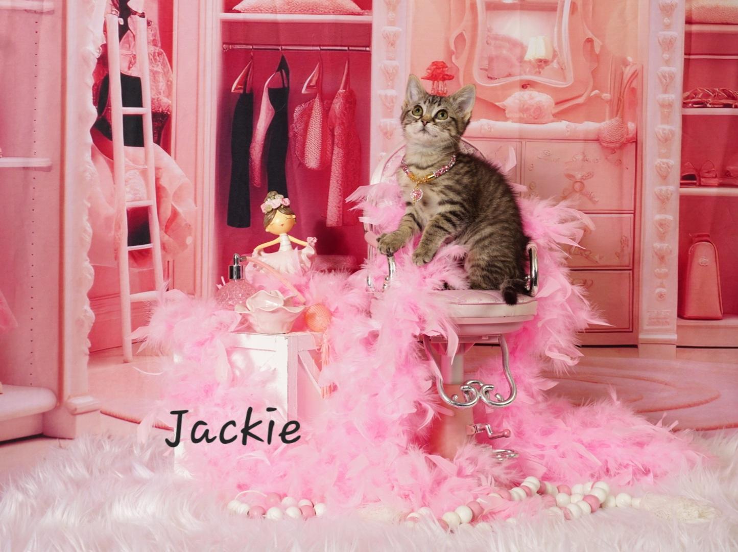 Enlarge Jackie , a ADOPTABLE Domestic Short Hair in Waterloo, IA image 1/3