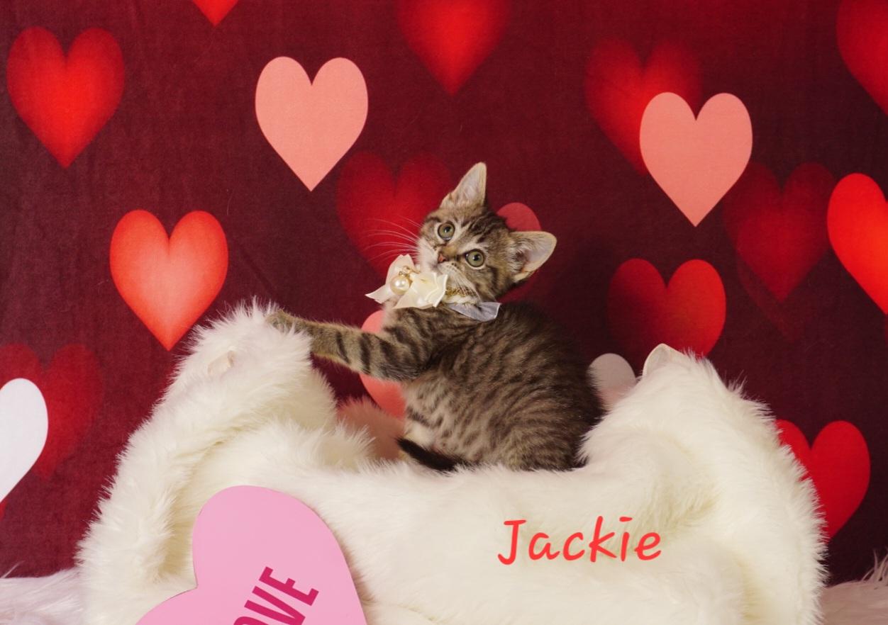 Enlarge Jackie , a ADOPTABLE Domestic Short Hair in Waterloo, IA image 3/3