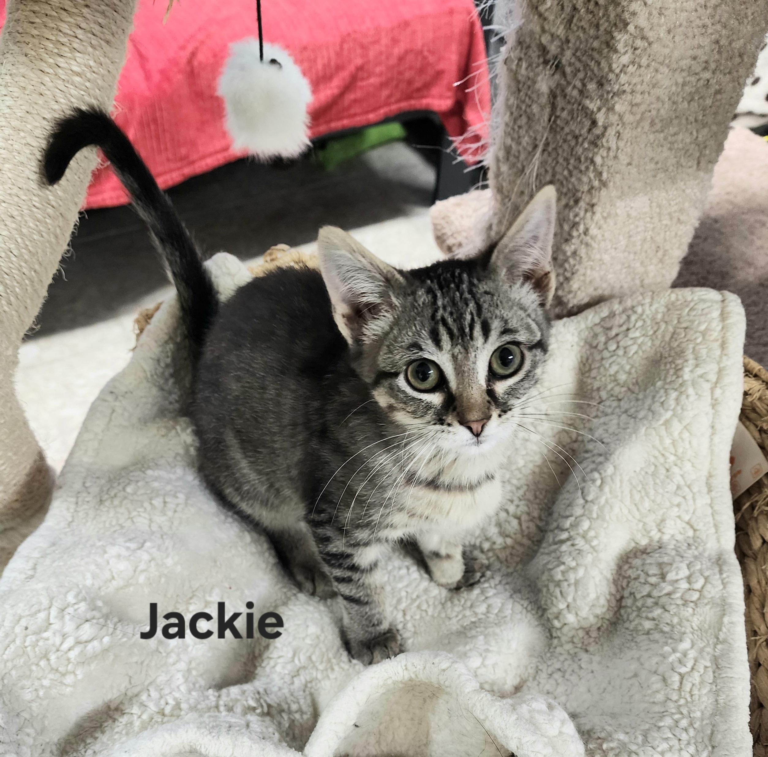 Jackie , an adopted Domestic Short Hair in Waterloo, IA image 2/5