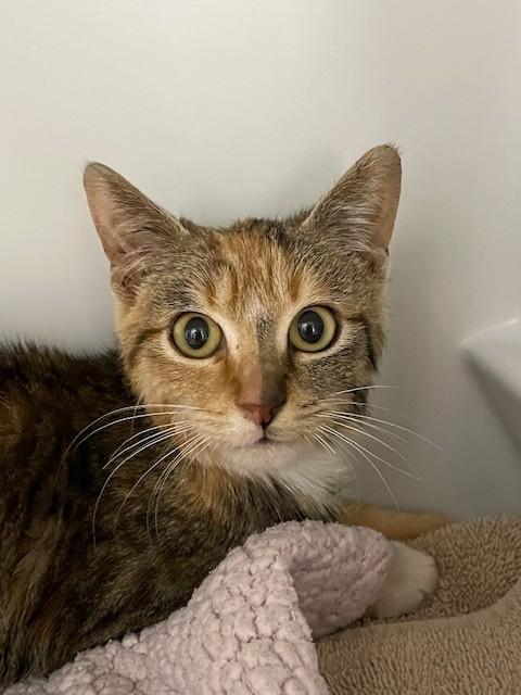 Merry-SPONSORED ADOPTION-FREE WITH APPROVED APPLICATION, adopted, Young Female Domestic Short Hair.