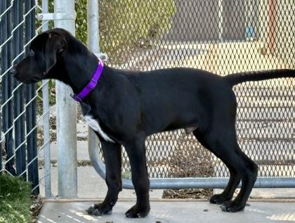Elvis, a ADOPTABLE mixed breed in Red Bluff, CA image 2/5