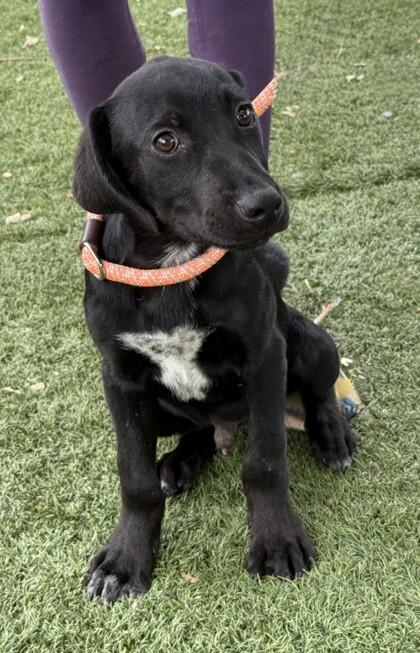 Elvis, a ADOPTABLE mixed breed in Red Bluff, CA image 5/5