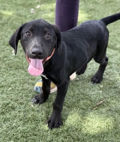 Elvis, a ADOPTABLE mixed breed in Red Bluff, CA image 4/5