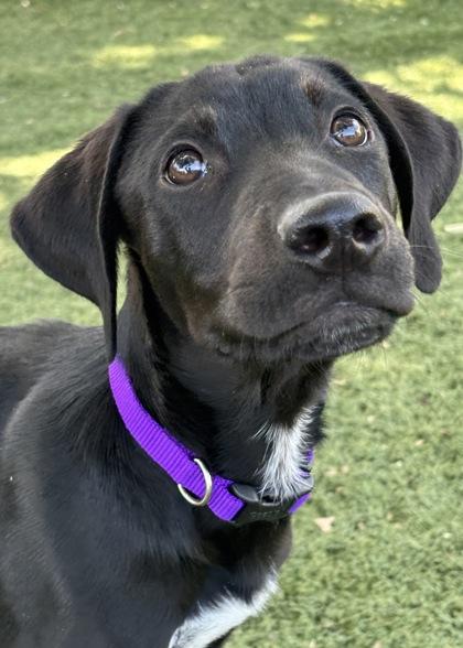 Elvis, ADOPTABLE, Puppy Male Labrador Retriever & Hound.