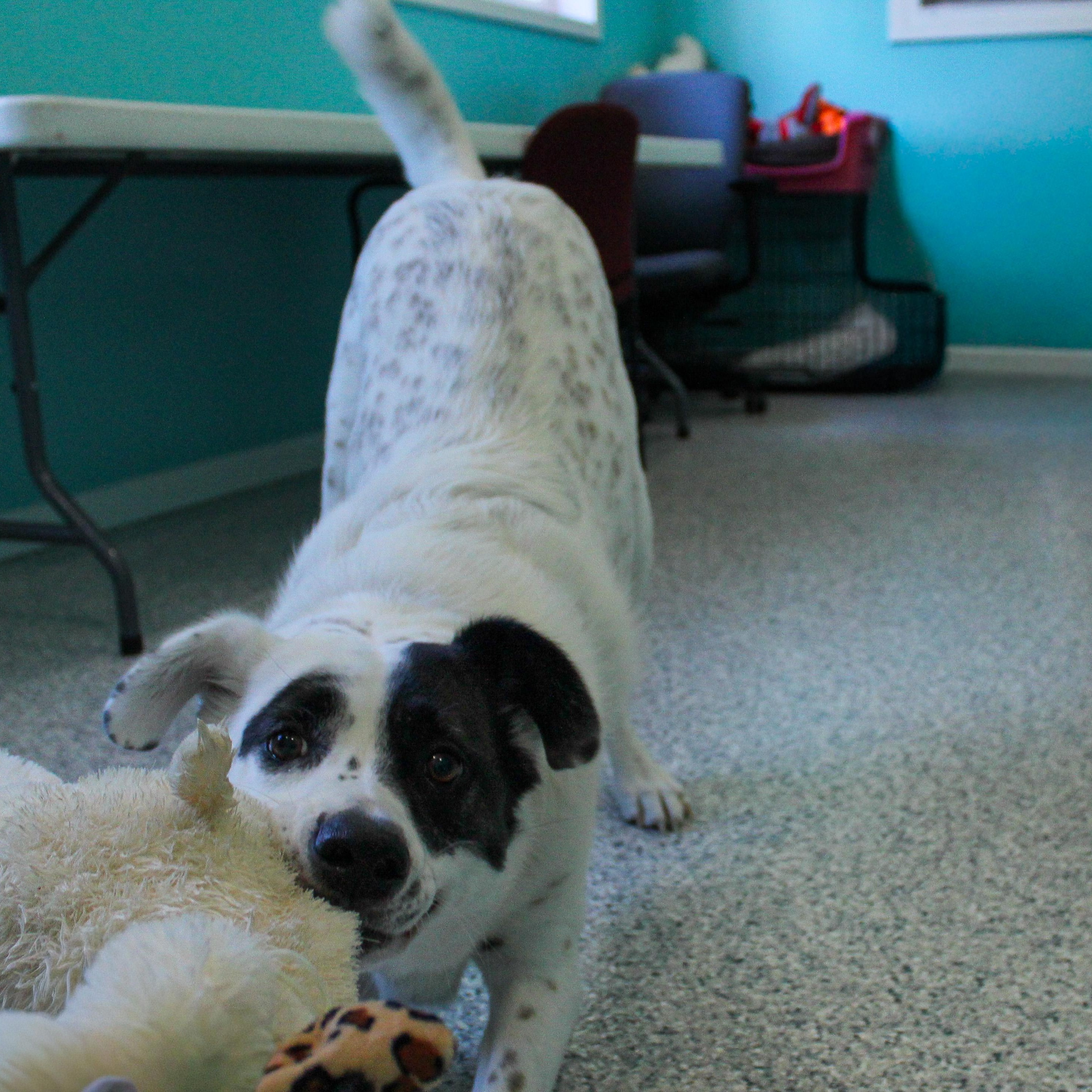 Enlarge Rainy, an adopted Mixed Breed in Hutchinson, MN image 2/2