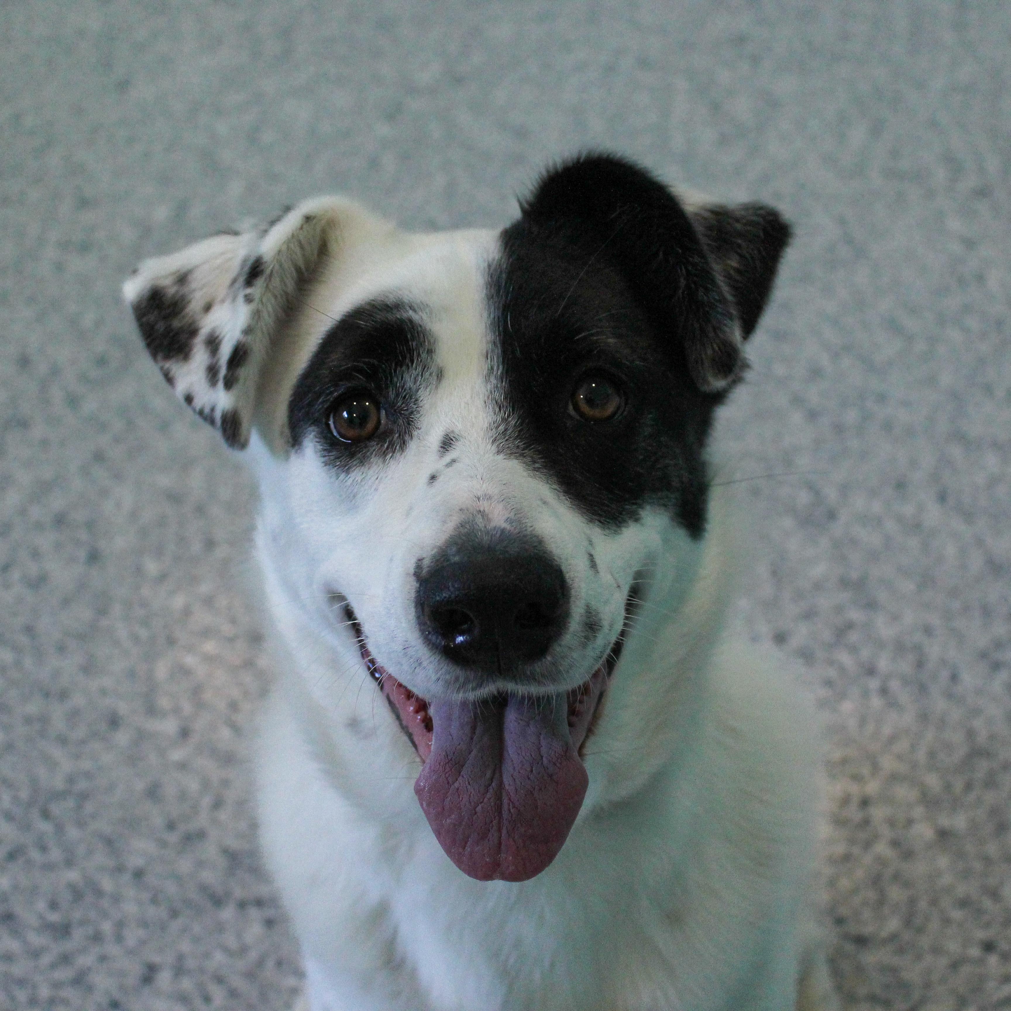 Enlarge Rainy, an adopted Mixed Breed in Hutchinson, MN image 1/2