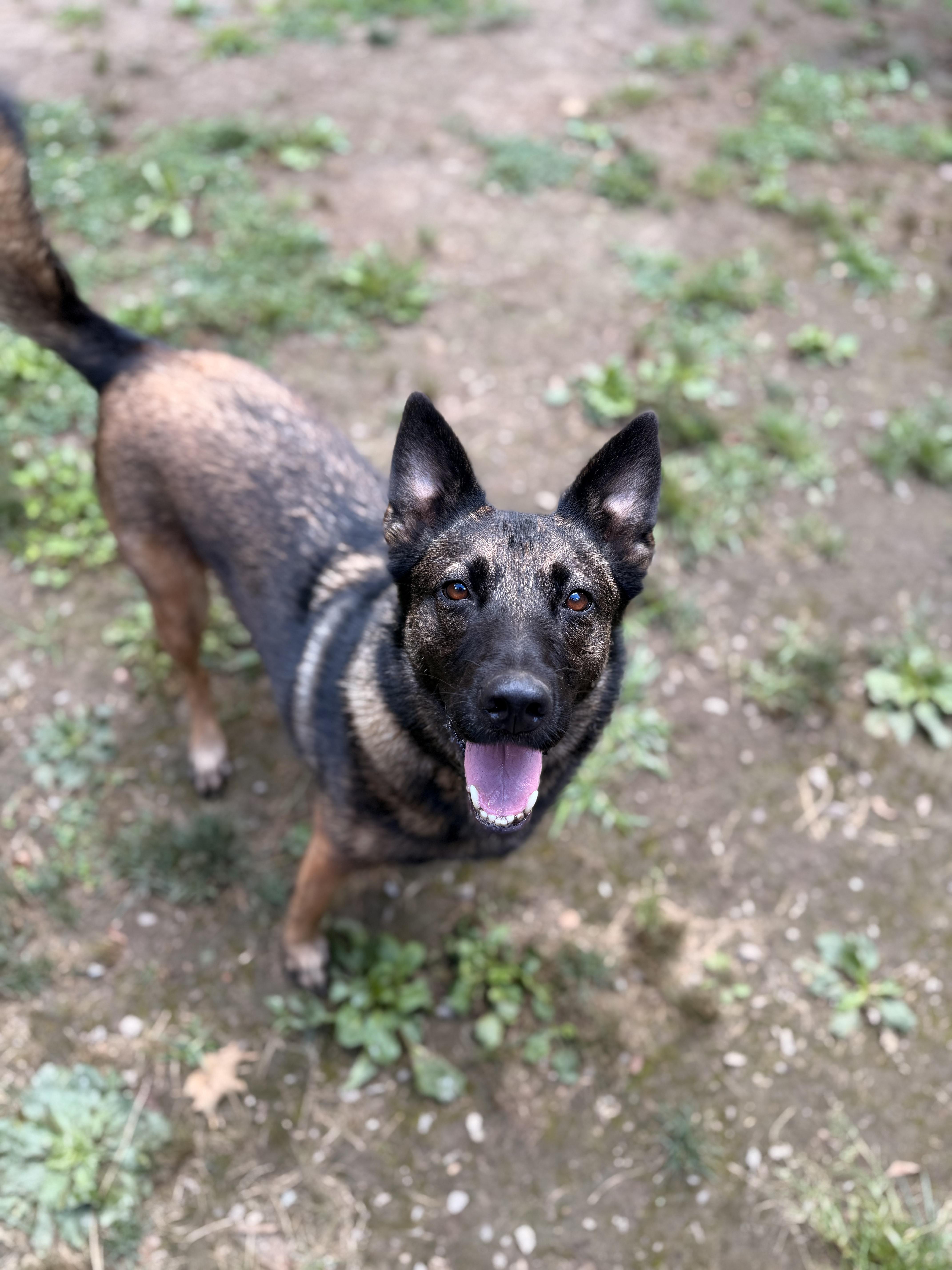 Mimi, an adoptable Belgian Shepherd / Malinois, German Shepherd Dog in Addison, ON, K0E 1A0 | Photo Image 4