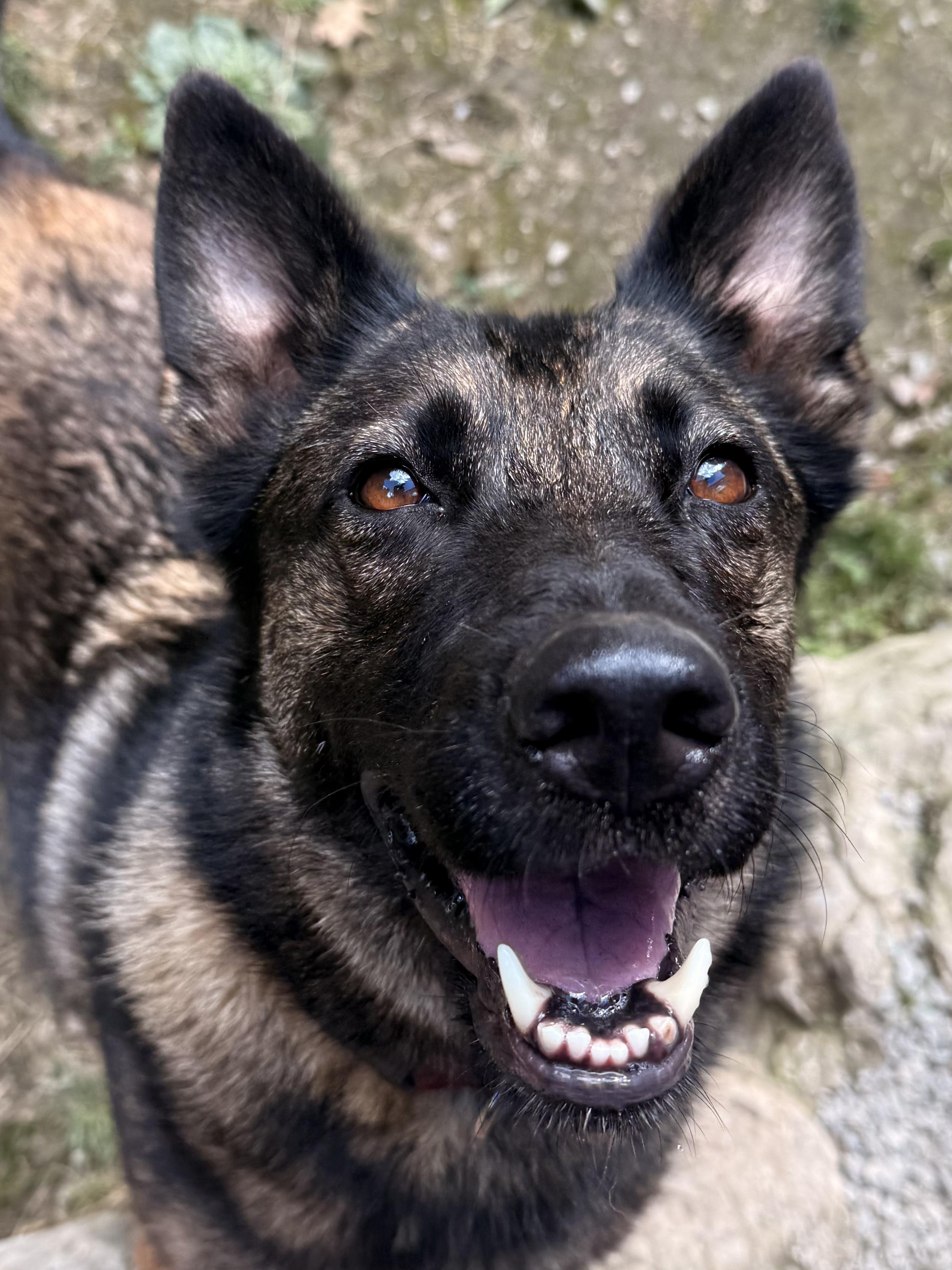 Mimi, an adoptable Belgian Shepherd / Malinois, German Shepherd Dog in Addison, ON, K0E 1A0 | Photo Image 2