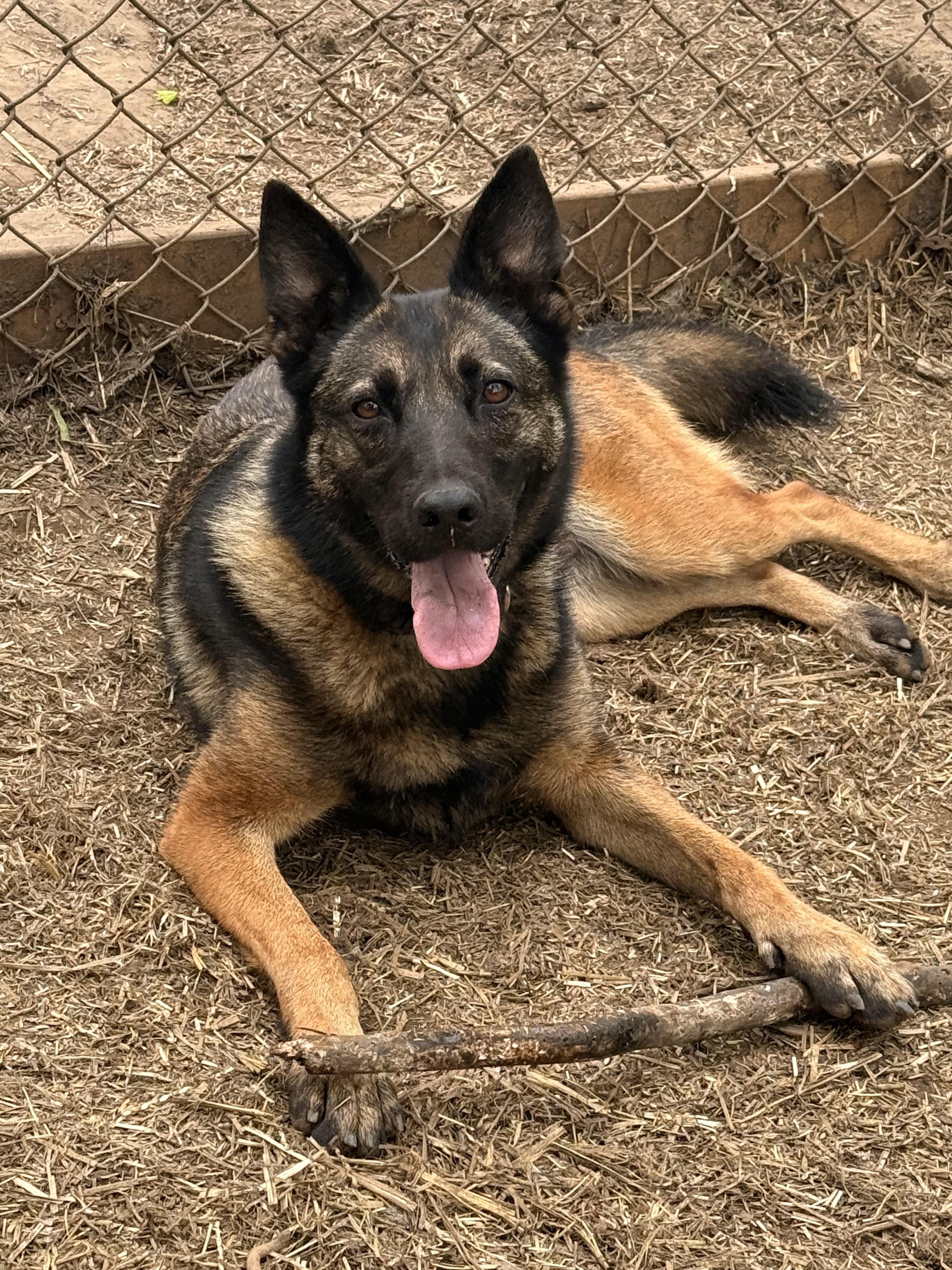 Mimi, an adoptable Belgian Shepherd / Malinois, German Shepherd Dog in Addison, ON, K0E 1A0 | Photo Image 1