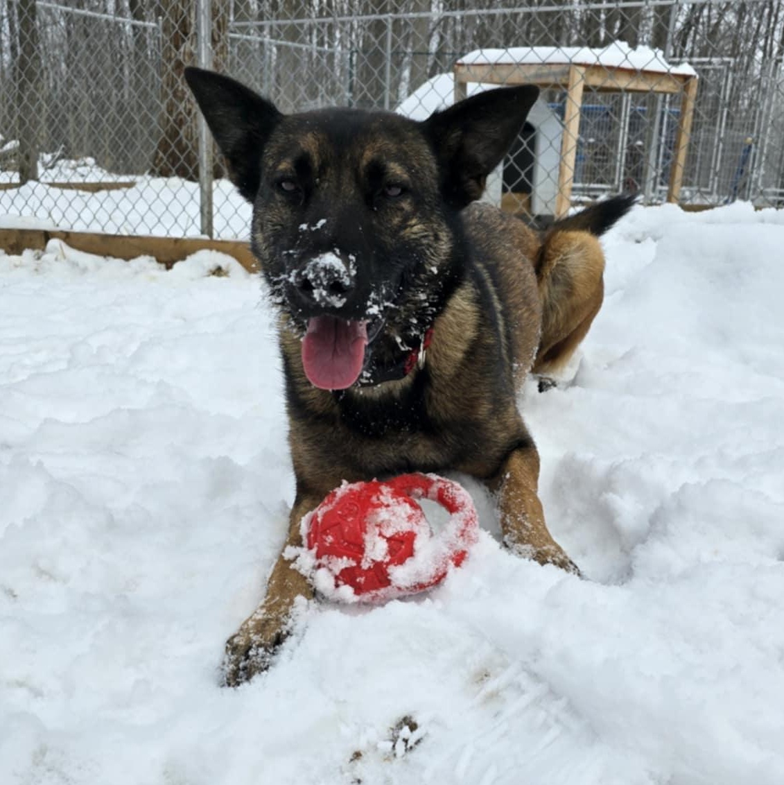 Mimi, an adoptable Belgian Shepherd / Malinois, German Shepherd Dog in Addison, ON, K0E 1A0 | Photo Image 3
