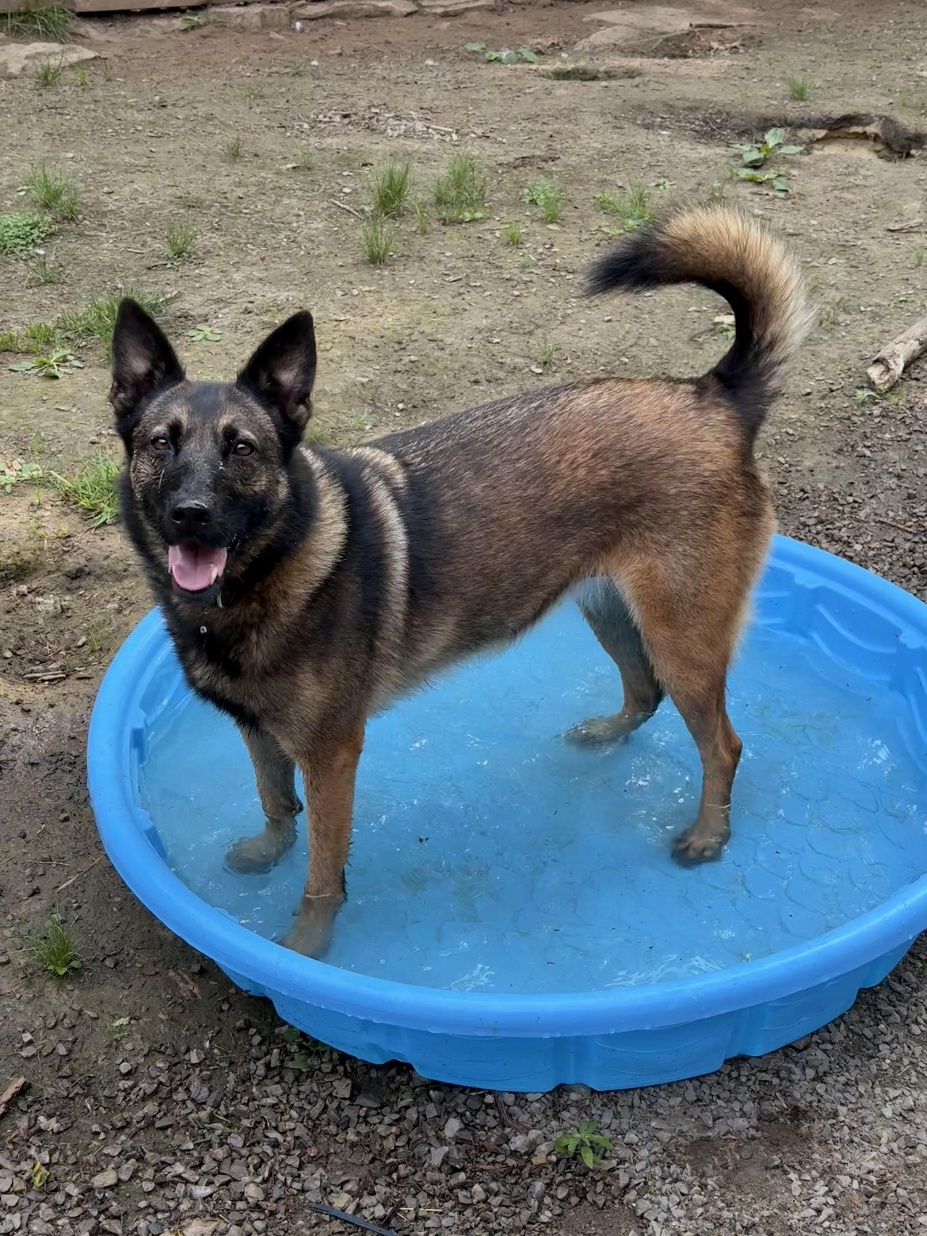 Mimi, an adoptable Belgian Shepherd / Malinois, German Shepherd Dog in Addison, ON, K0E 1A0 | Photo Image 3