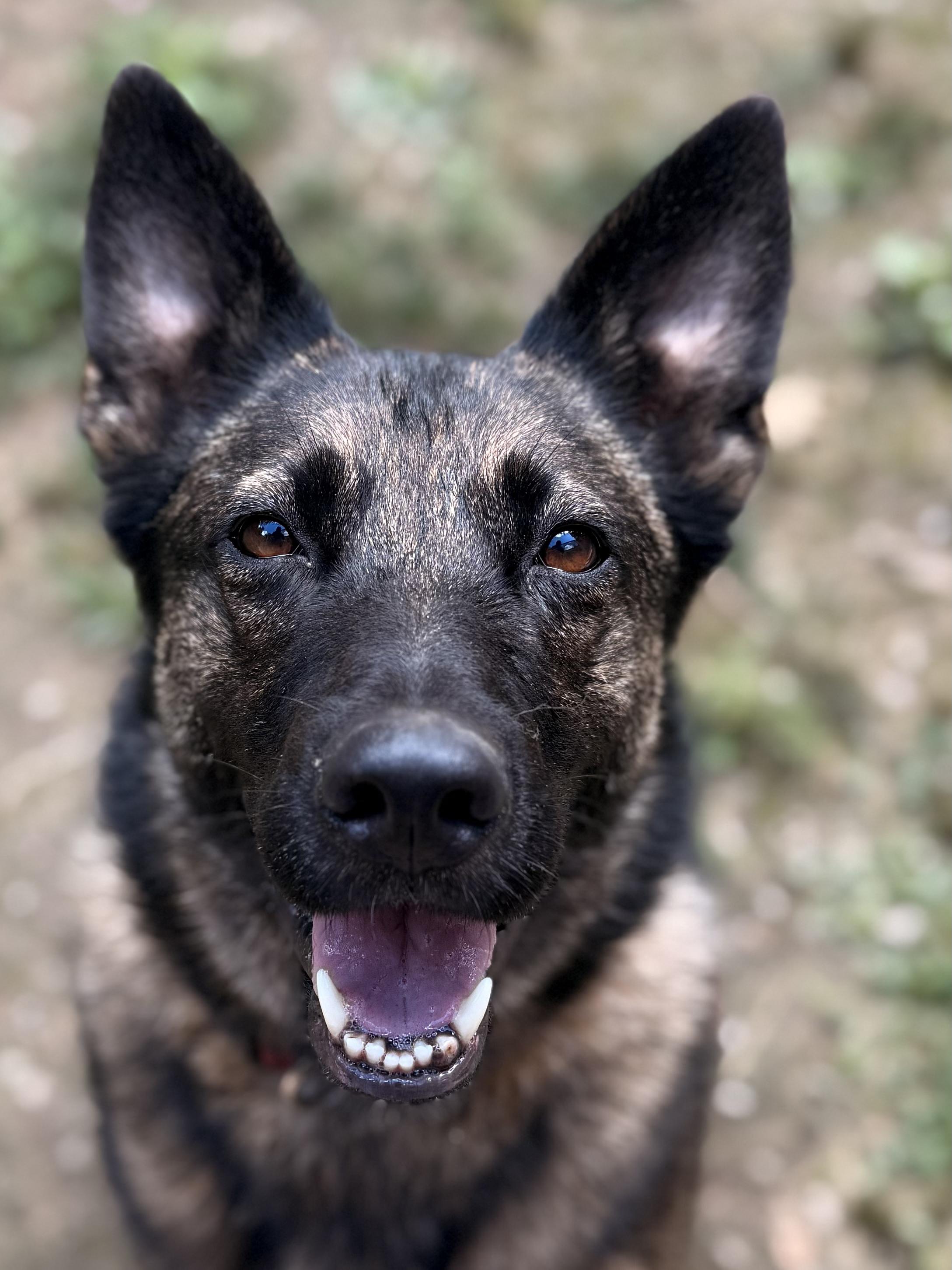 Mimi, an adoptable Belgian Shepherd / Malinois, German Shepherd Dog in Addison, ON, K0E 1A0 | Photo Image 1