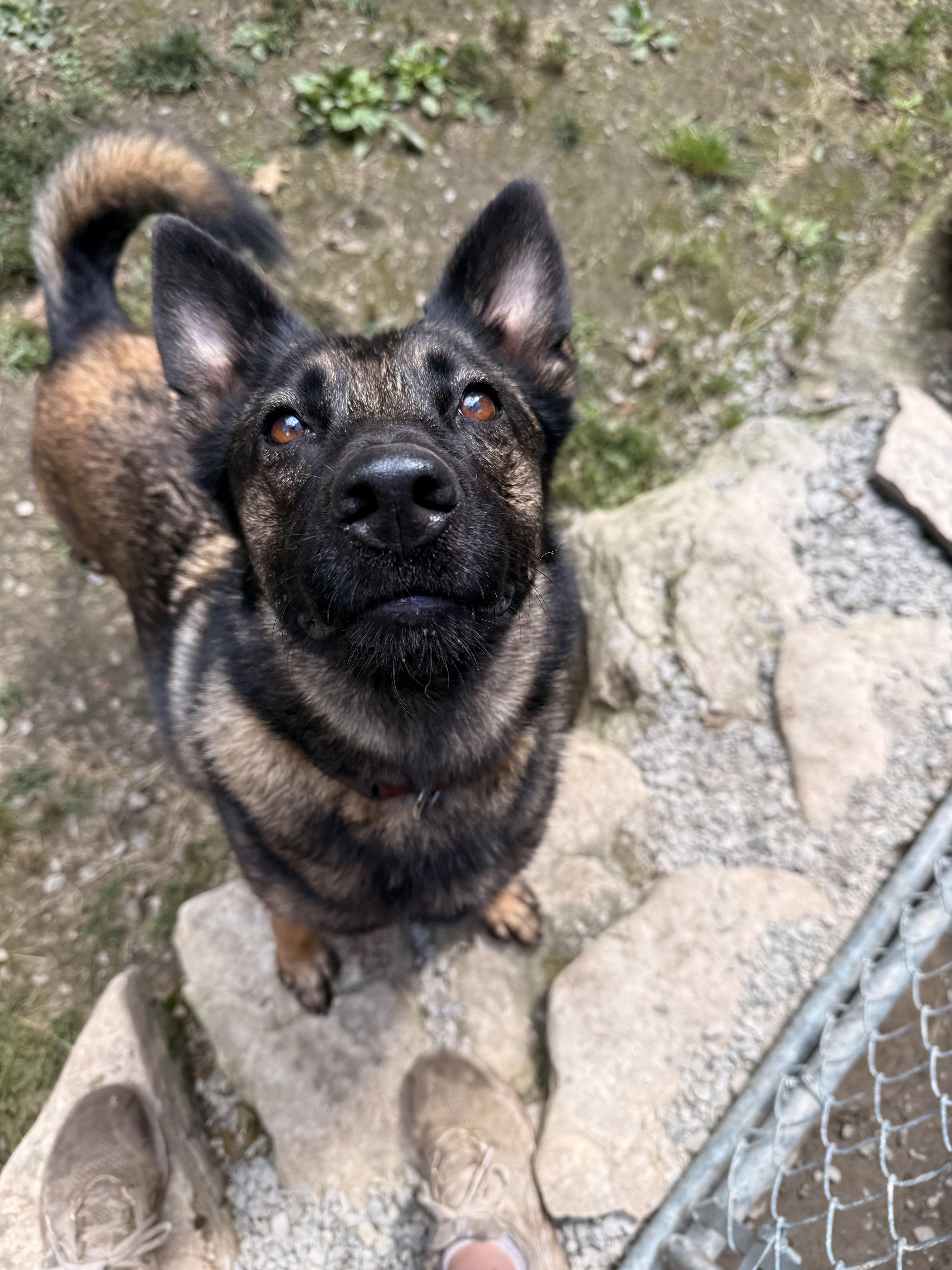 Mimi, an adoptable Belgian Shepherd / Malinois, German Shepherd Dog in Addison, ON, K0E 1A0 | Photo Image 4