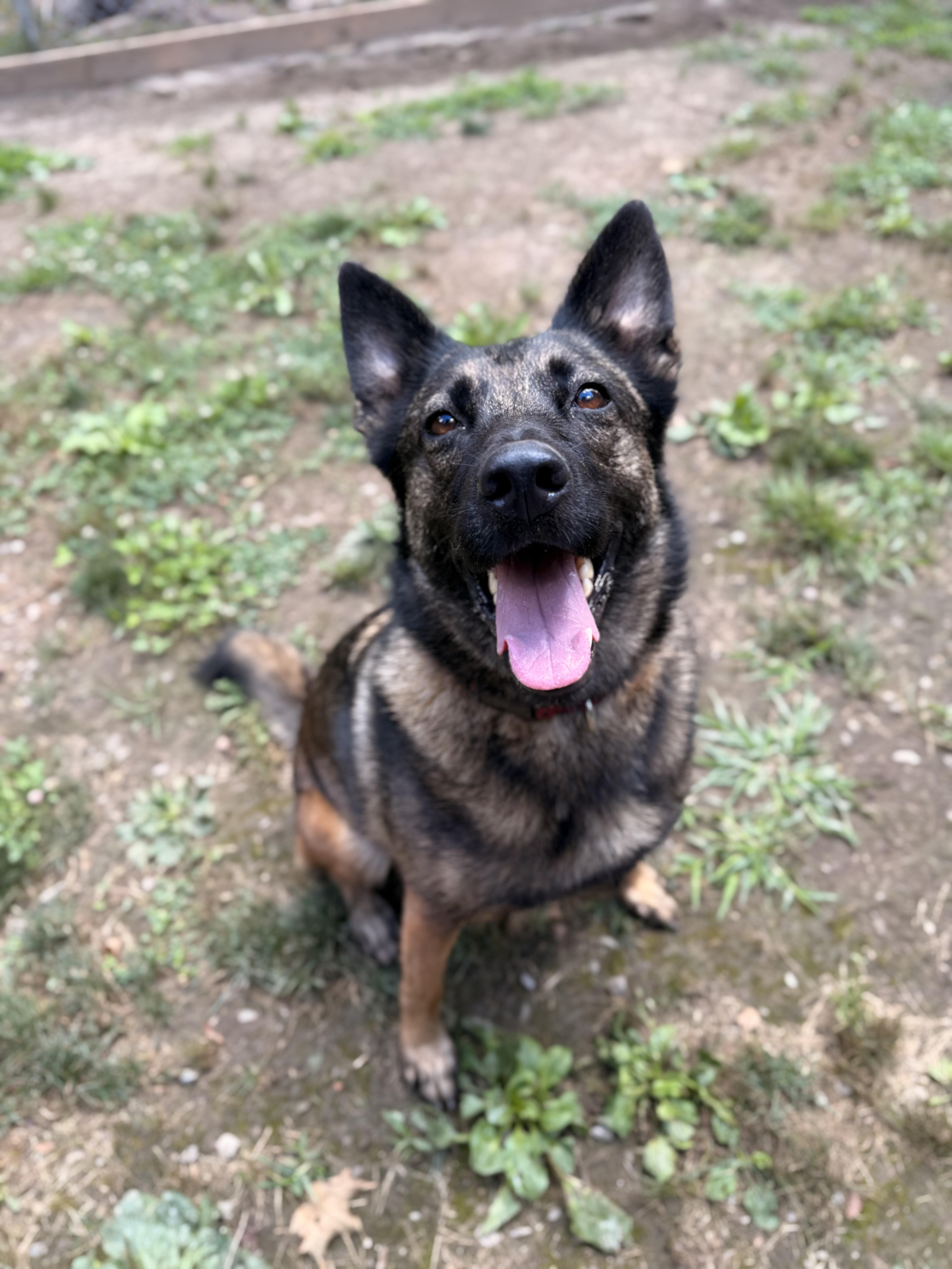 Mimi, an adoptable Belgian Shepherd / Malinois, German Shepherd Dog in Addison, ON, K0E 1A0 | Photo Image 3