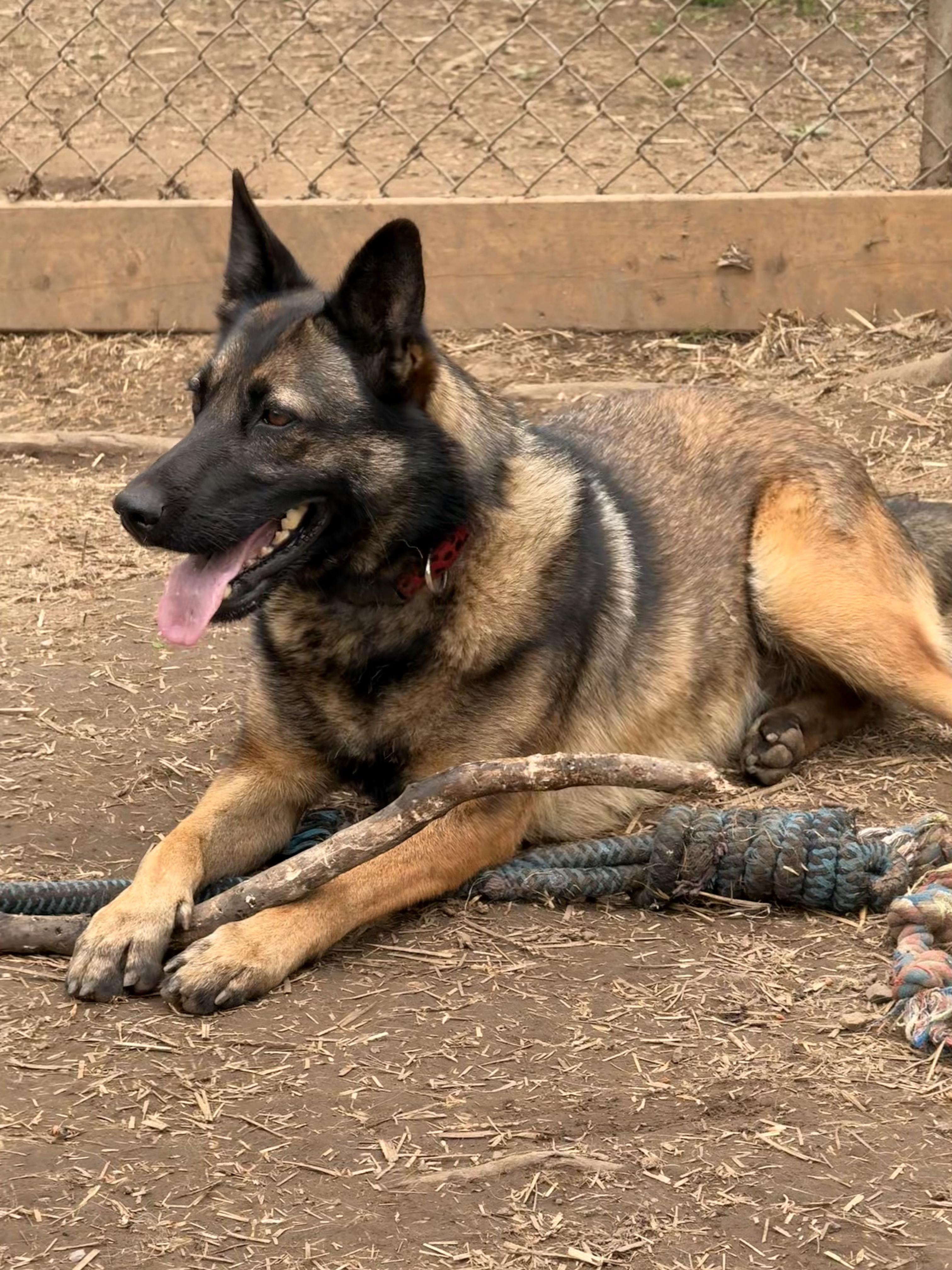 Mimi, an adoptable Belgian Shepherd / Malinois, German Shepherd Dog in Addison, ON, K0E 1A0 | Photo Image 6