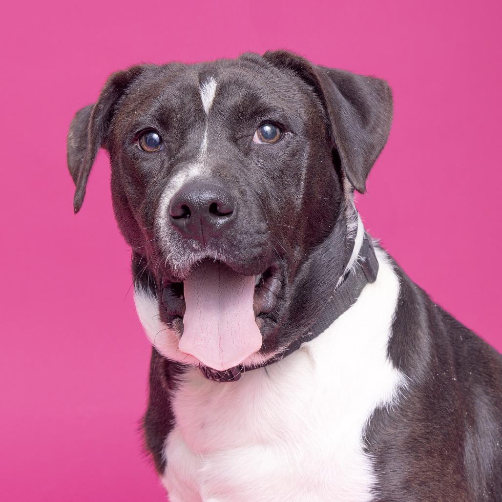 Bullet, Adoptable, Young Male Pit Bull Terrier.