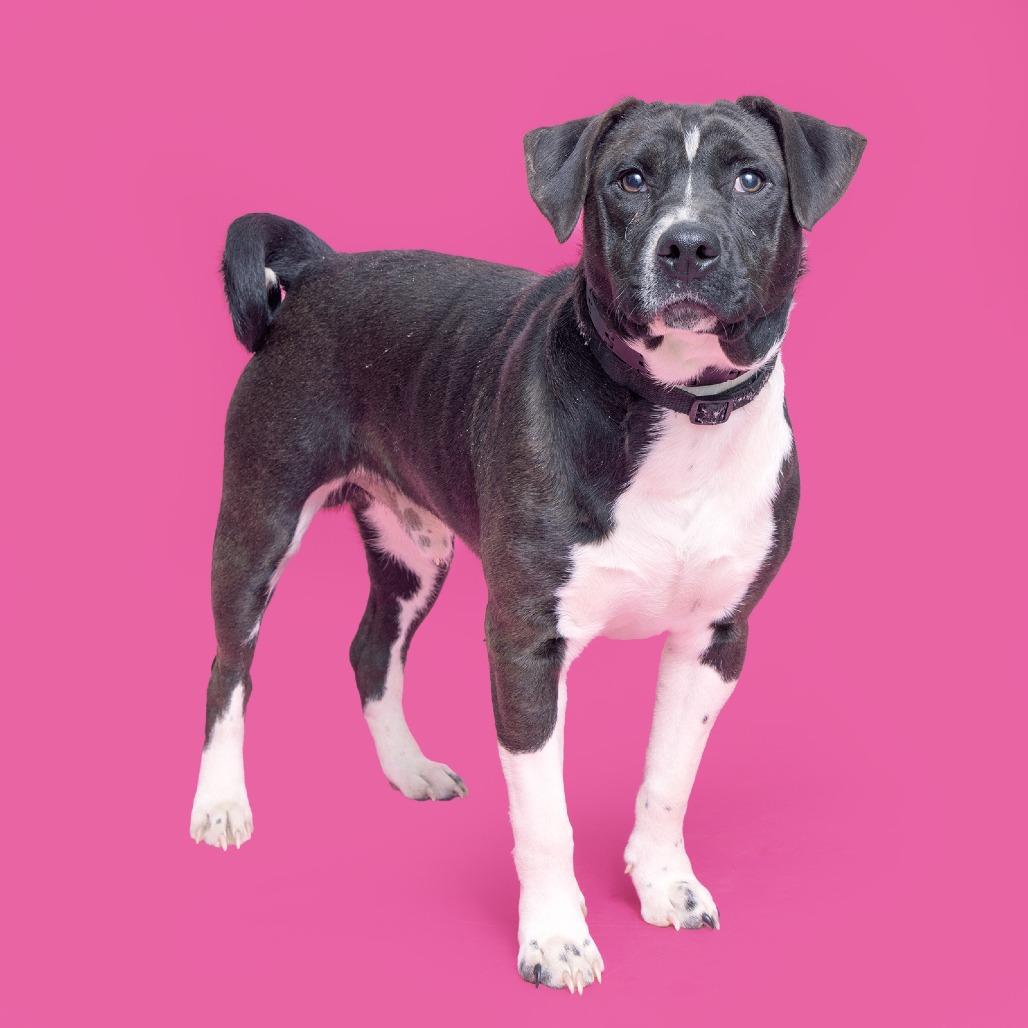 Enlarge Bullet, a Adoptable Pit Bull Terrier in Franklin, TN image 2/2