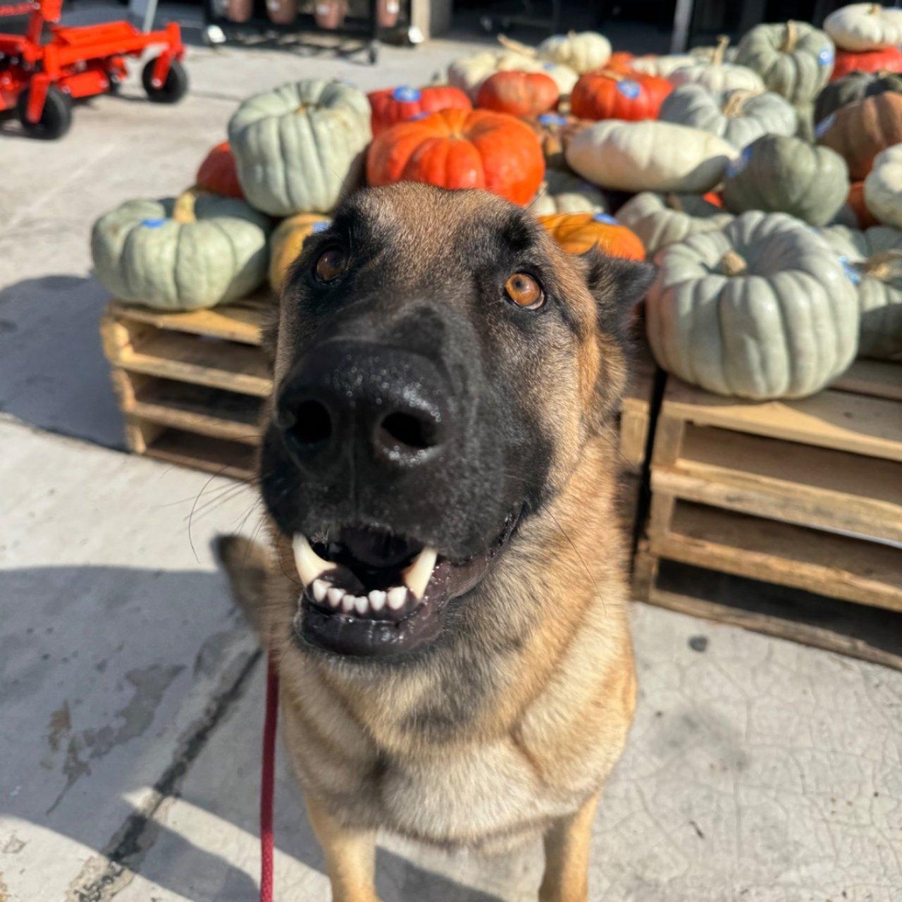 Enlarge Max. COURTESY POST, a Adoptable Belgian Shepherd / Malinois in Jersey City, NJ image 4/4