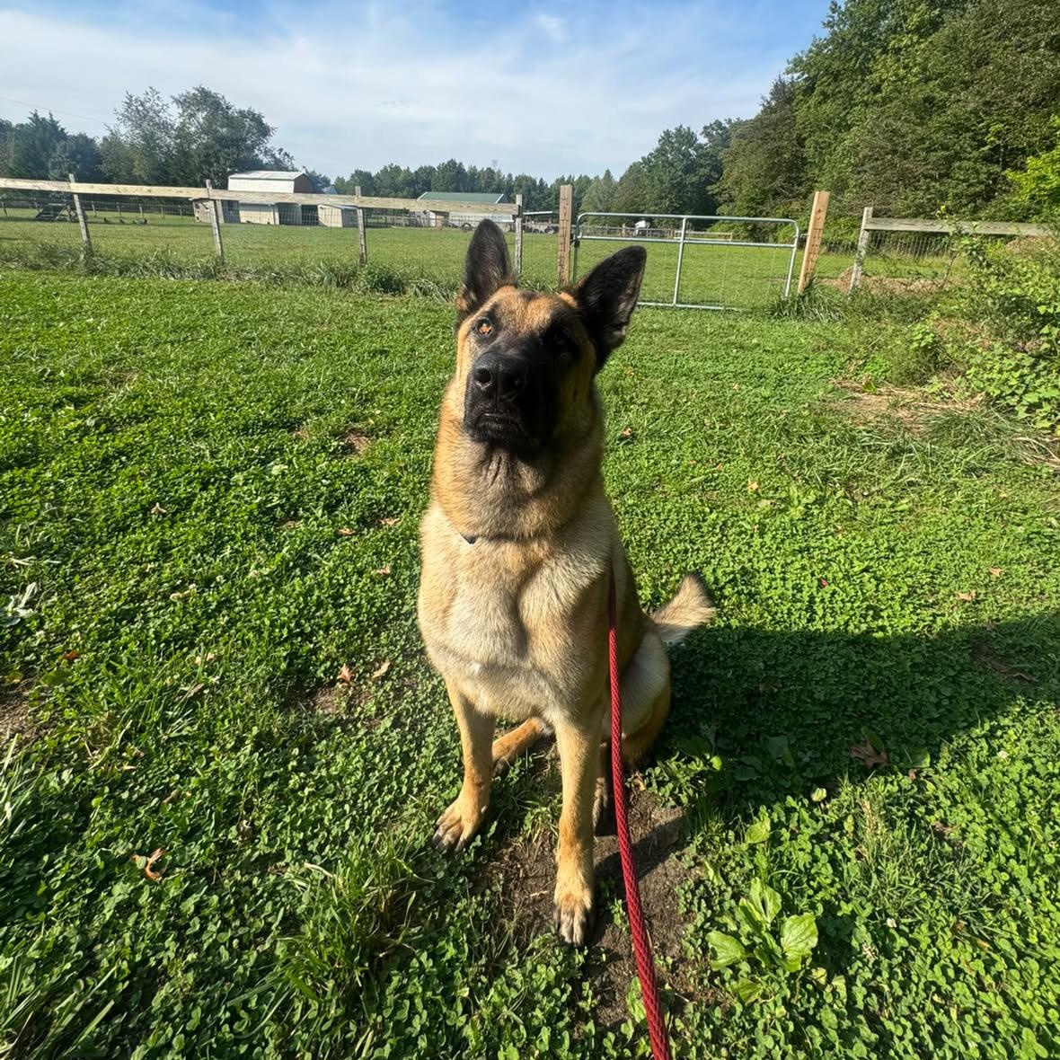 Enlarge Max. COURTESY POST, a Adoptable Belgian Shepherd / Malinois in Jersey City, NJ image 3/4