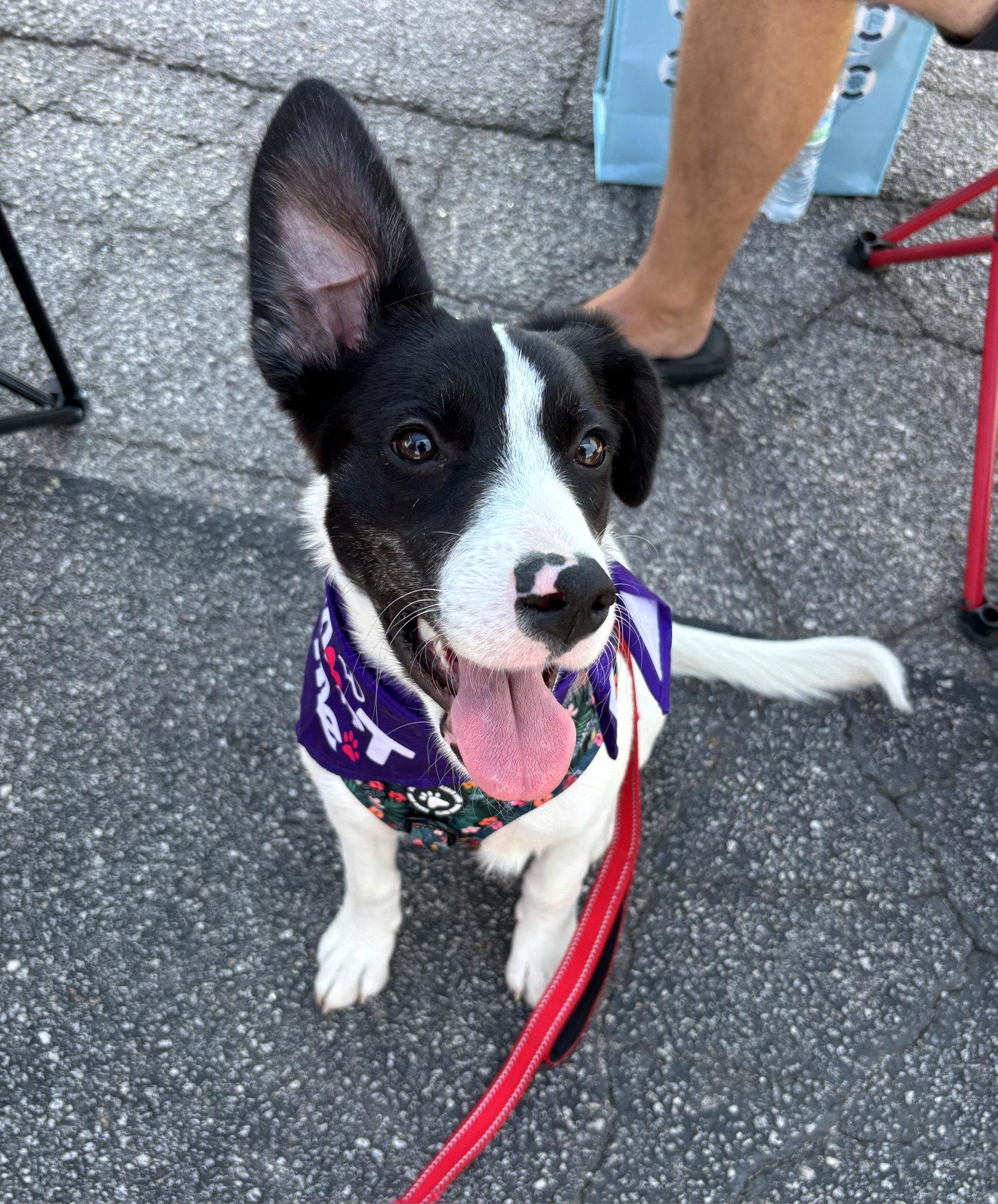 Enlarge Peach, a Adoptable mixed breed in Auburn, GA image 1/3