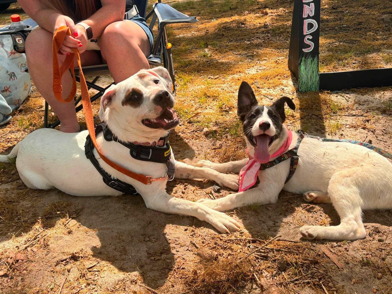 Enlarge Peach, a Adoptable mixed breed in Auburn, GA image 1/3