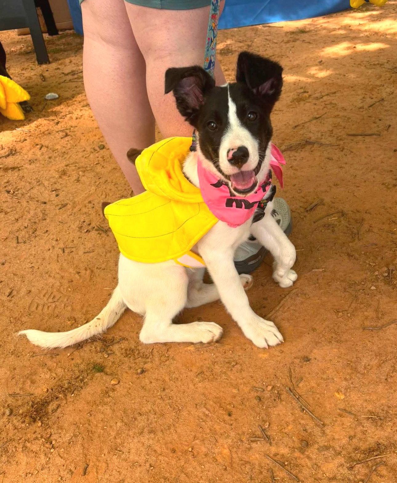 Enlarge Peach, a Adoptable mixed breed in Auburn, GA image 2/3