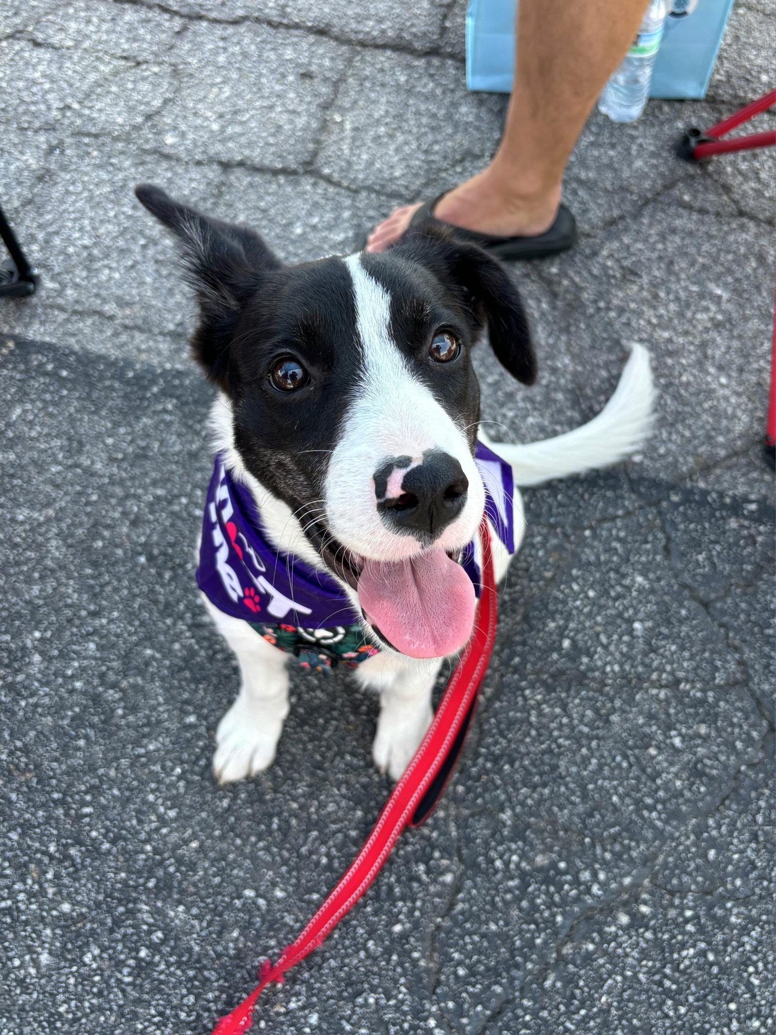 Enlarge Peach, a Adoptable mixed breed in Auburn, GA image 2/3