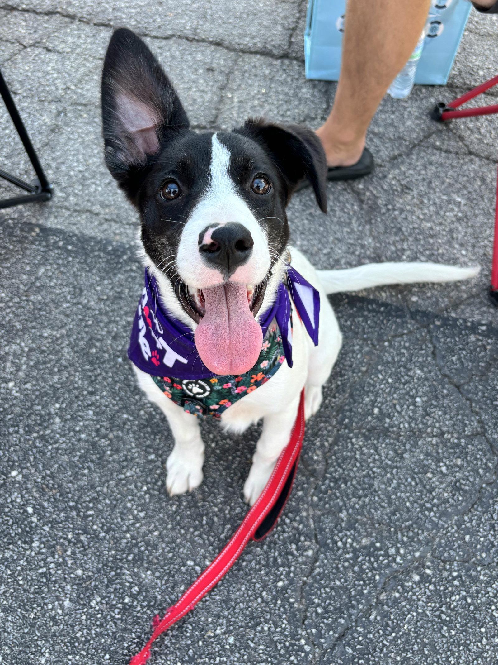 Peach, Adoptable, Young Female Collie & Standard Poodle.