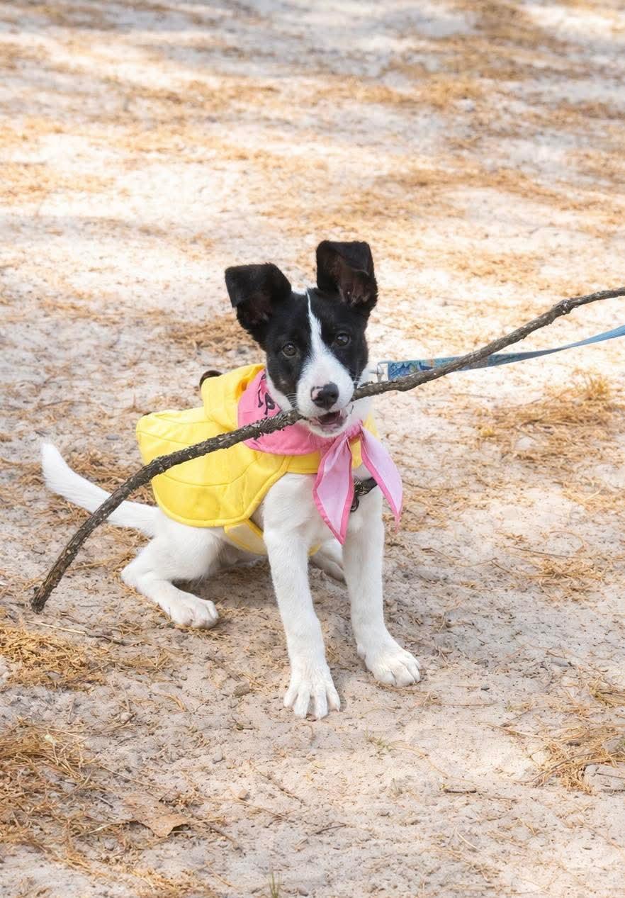 Enlarge Peach, a Adoptable mixed breed in Auburn, GA image 3/3