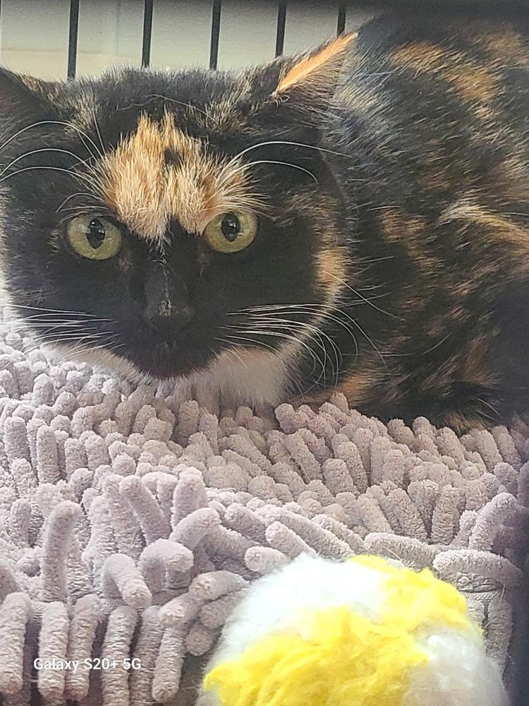 Funny Face, Adopted, Young Female Domestic Short Hair.