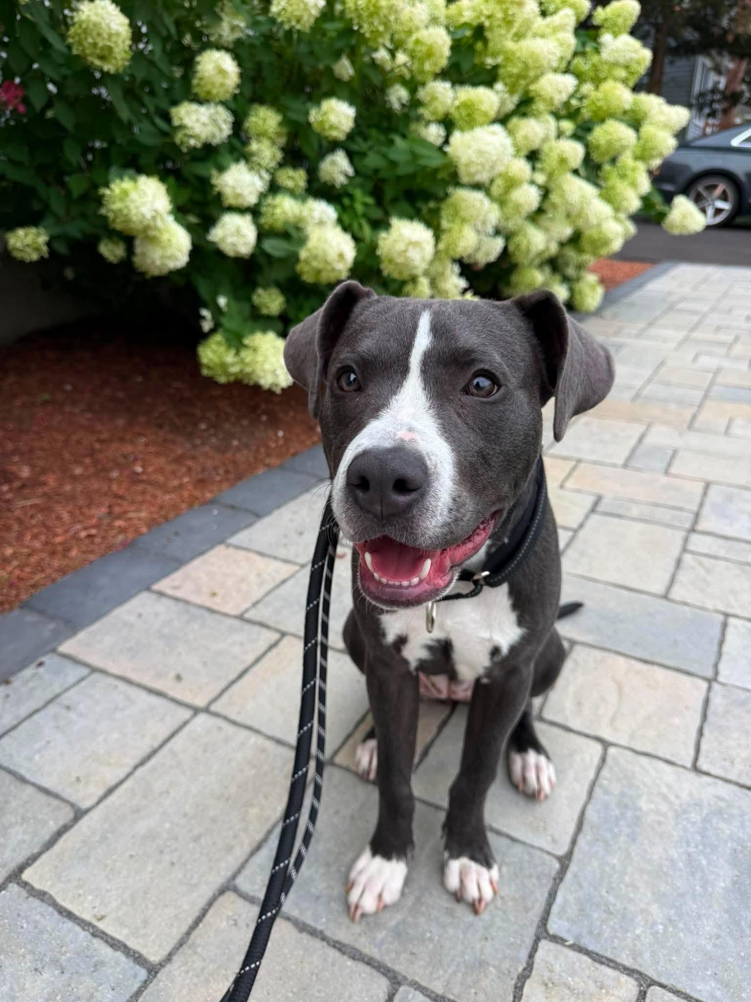 Malibu, ADOPTABLE, Young Female Pit Bull Terrier.