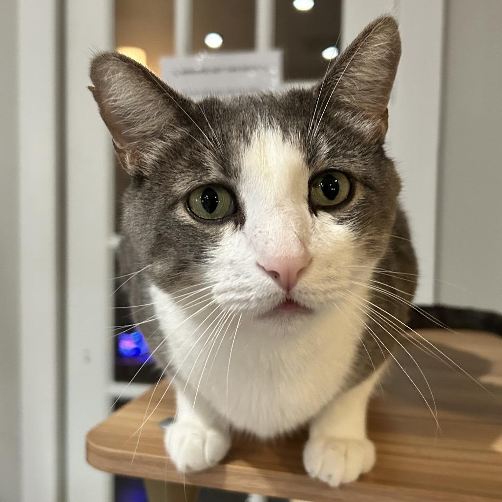 Jello, Adoptable, Adult Male Domestic Short Hair.