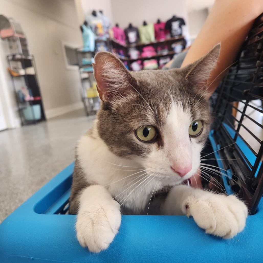 Jello, a Adoptable Domestic Short Hair in Nashville, TN image 2/2