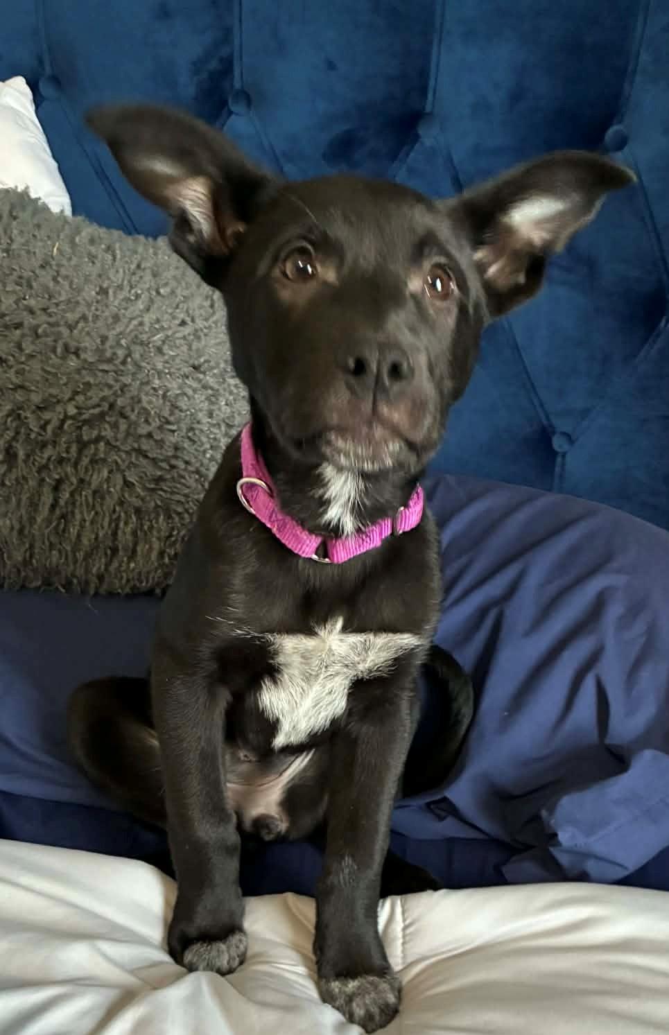 Enlarge Dancer, a ADOPTABLE mixed breed in Parma Heights, OH image 2/2