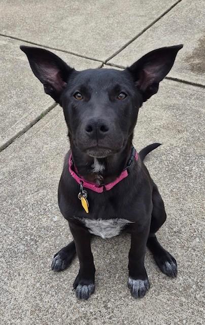 Enlarge Dancer, a ADOPTABLE mixed breed in Parma Heights, OH image 1/3