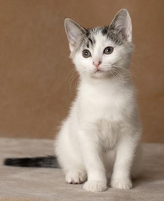 Enlarge Aniya, a Adoptable Domestic Short Hair in Chicago, IL image 3/6