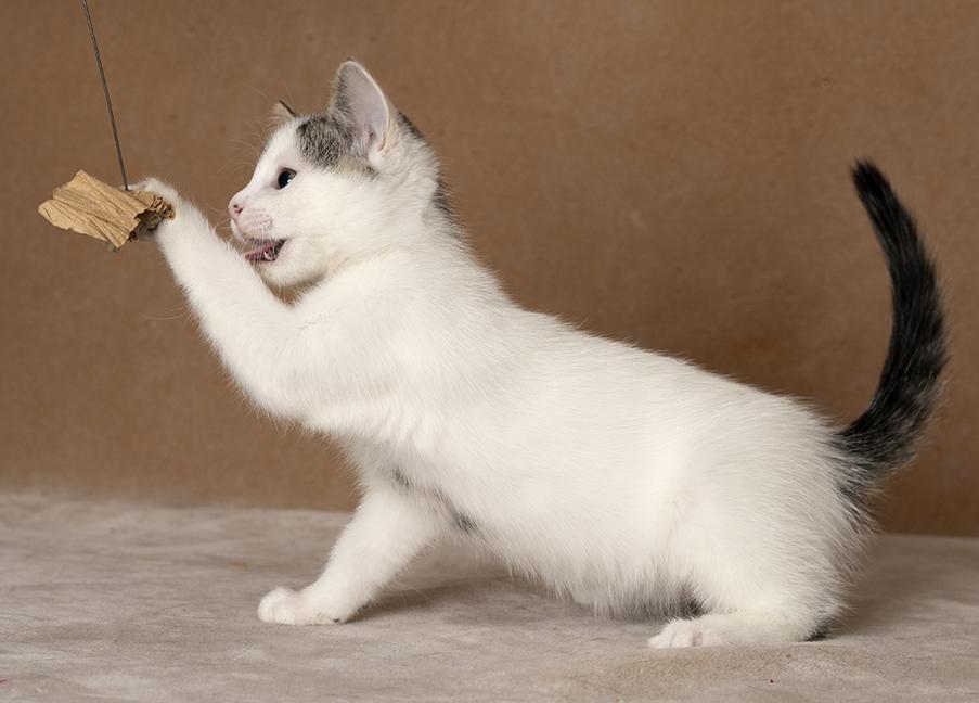 Enlarge Aniya, a Adoptable Domestic Short Hair in Chicago, IL image 2/6