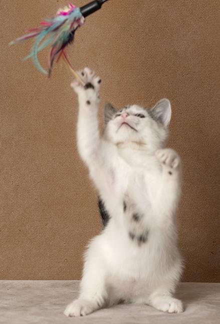 Enlarge Aniya, a Adoptable Domestic Short Hair in Chicago, IL image 4/6
