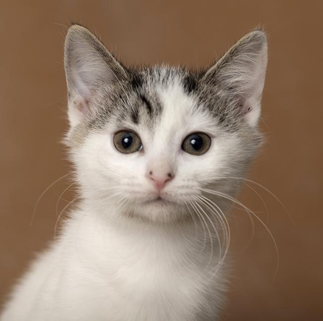 Enlarge Aniya, a Adoptable Domestic Short Hair in Chicago, IL image 1/6
