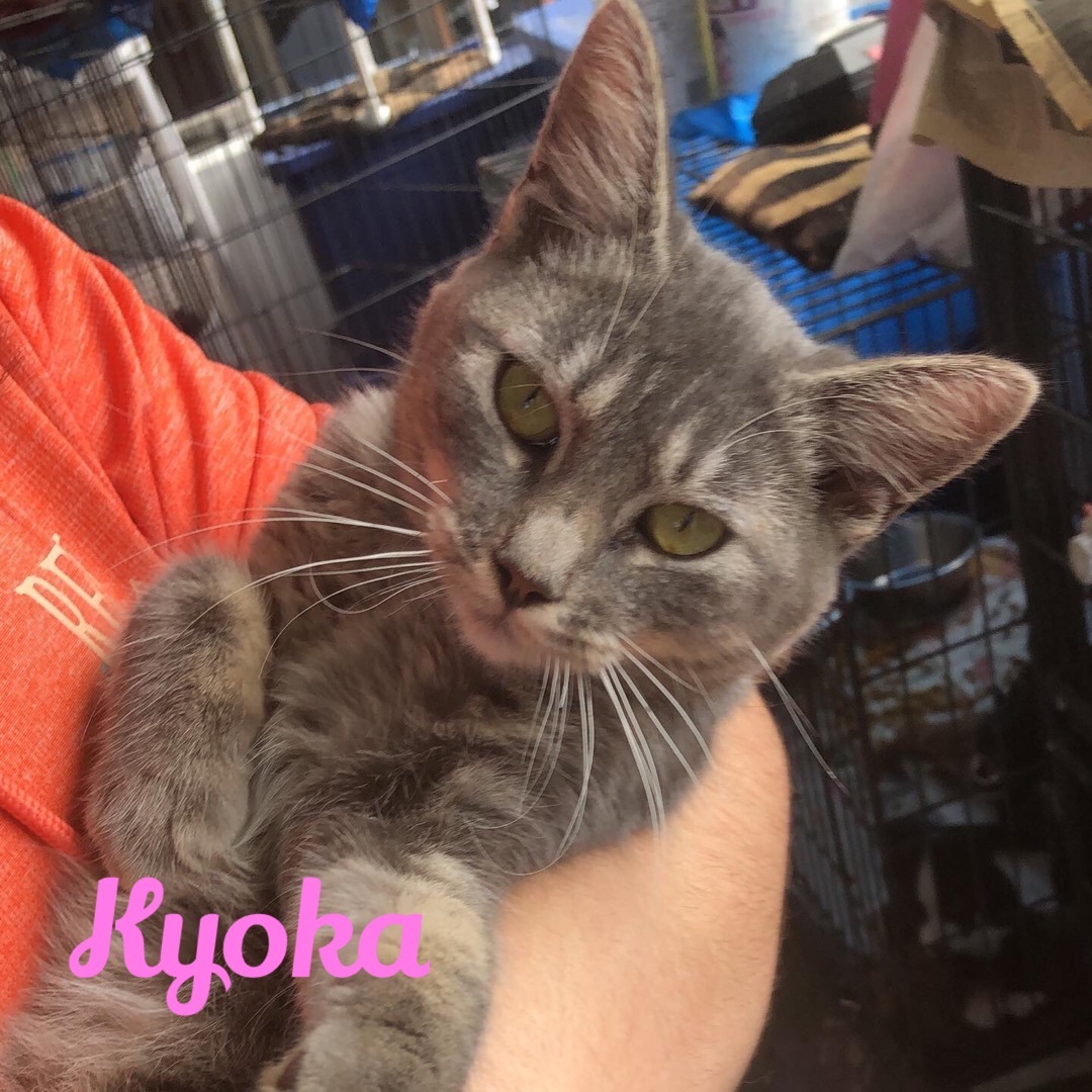 Kyoka, Adopted, Kitten Female Domestic Short Hair.