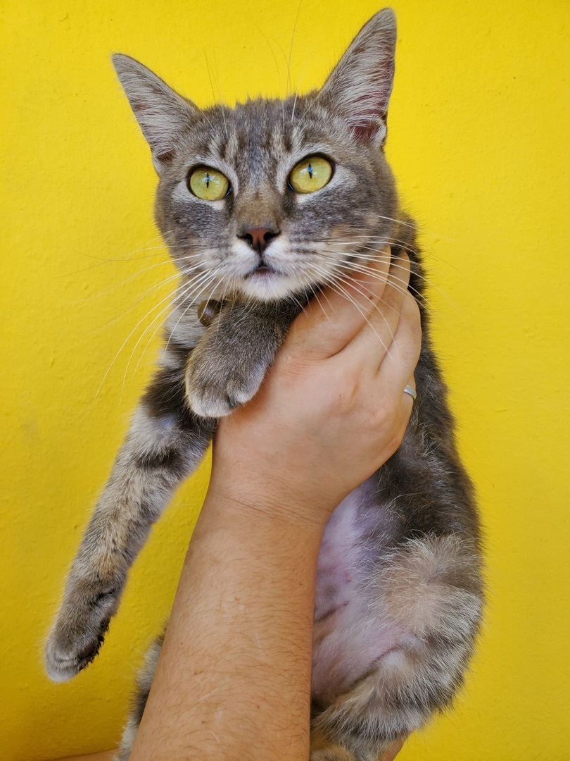 Enlarge Kyoka, a Adopted mixed breed in Humacao, PR image 2/5