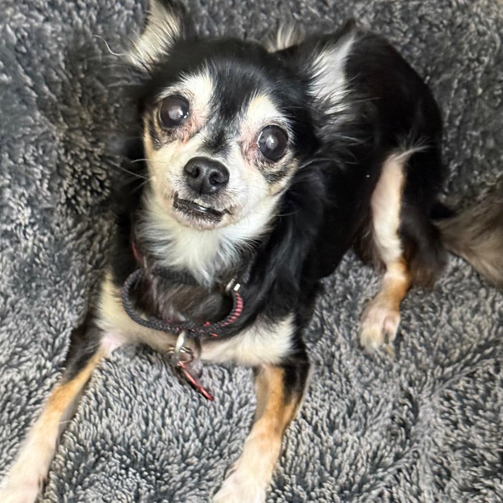 Naomi, a Adoptable Chihuahua in Hudson, IL image 1/5