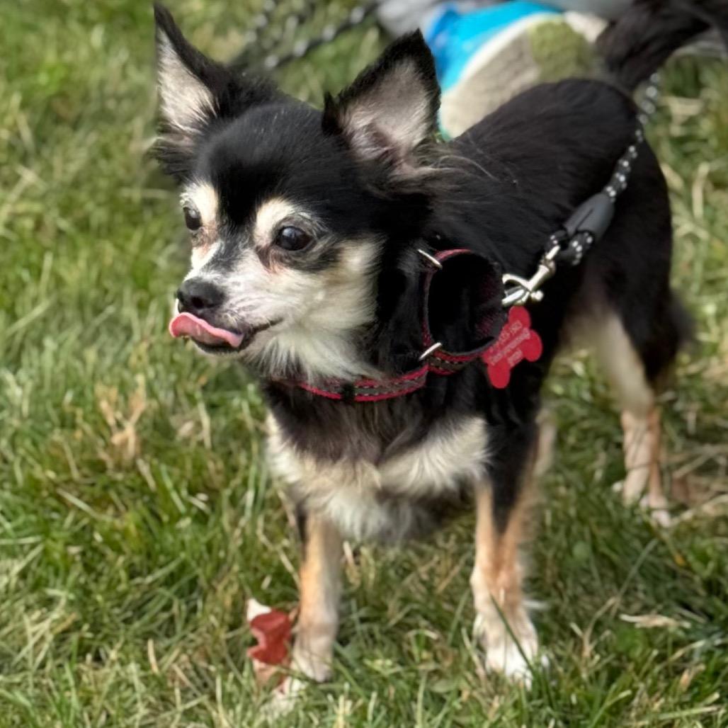 Naomi, a Adoptable Chihuahua in Hudson, IL image 2/5
