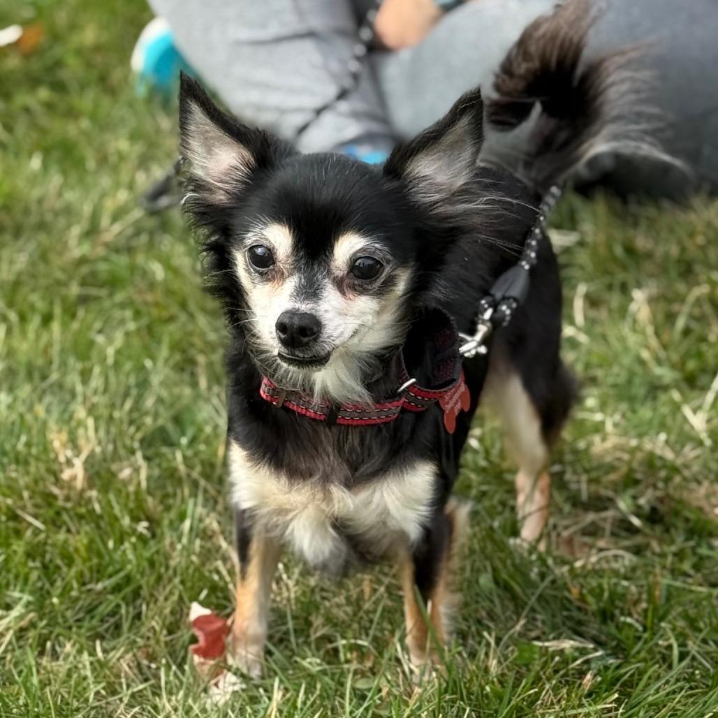 Naomi, a Adoptable Chihuahua in Hudson, IL image 4/5