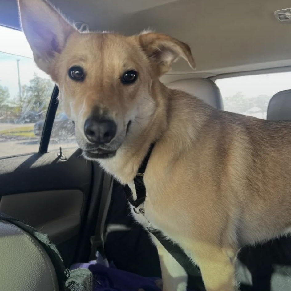 Mei, Adoptable, Young Female Shepherd.